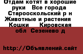 Отдам котят в хорошие руки - Все города, Старооскольский р-н Животные и растения » Кошки   . Кировская обл.,Сезенево д.